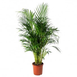 dypsis-lutescens-potted-plant-areca-palm__0653973_PE708202_S5