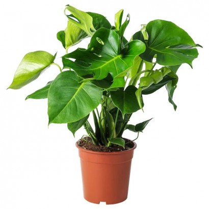 monstera-potted-plant__0653991_PE708220_S5